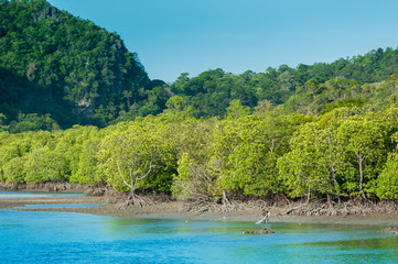 Fishing boats in sea and mangrove forest of Thailand
