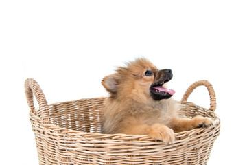 pomeranian dog stading in basket isolated background