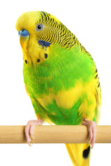Obraz premium Budgerigar. Parrot isolated on white background.