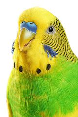 Budgerigar. Parrot isolated on white background.