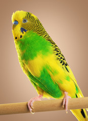Budgerigar. Parrot.