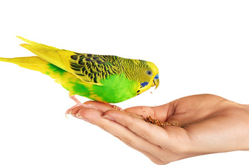 Obraz premium Budgerigar. Parrot isolated on white background.