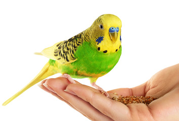 Obraz premium Budgerigar. Parrot isolated on white background.
