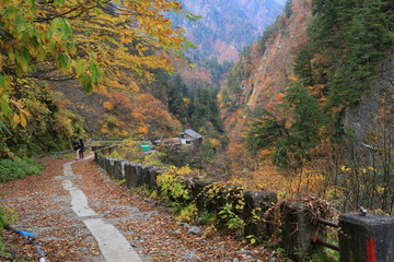 黒部峡谷の紅葉
