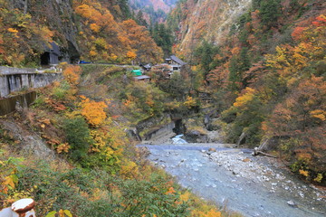 黒部峡谷の紅葉
