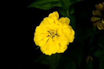 beautiful yellow flower