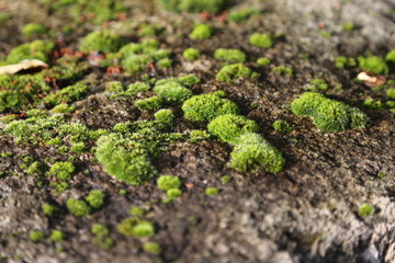 Moss