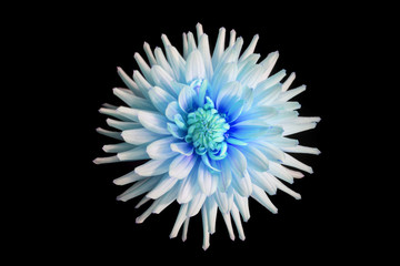 beautiful blue dahlia flower