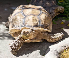 tortoise