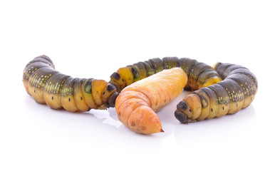 Fototapeta premium Caterpillar isolated on white background