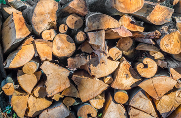 Pile of beech wood chips