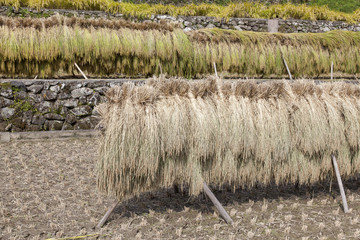 波佐見 鬼木の棚田