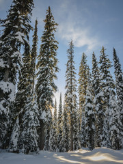 Sunny Day in Winter Wilderness