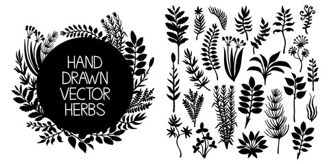 Hand drawn set of herbs and plants. Vector design elements. - obrazy, fototapety, plakaty