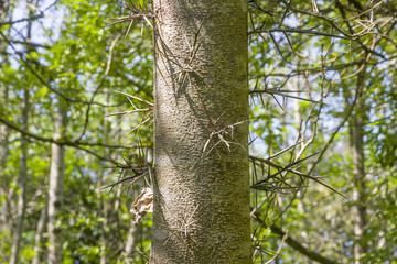 Gleditsia triacanthos in Abkhazia, spiny tree