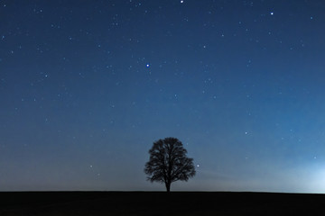 Ein einzelner Baum bei Nacht unter einem faszinierenden Nachthimmel voller Sterne