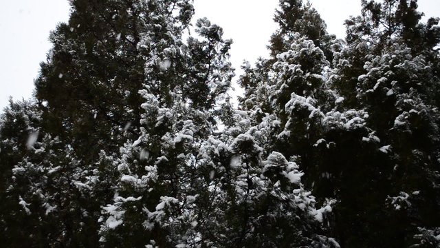 Snow in the winter