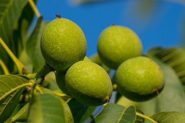 Walnuts on a tree