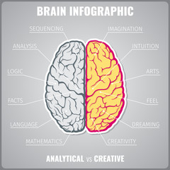 Brain left analytical and right creative infographic vector concept