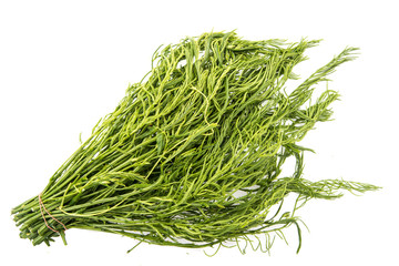 Acacia pennata on white background