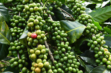 Green coffee beans on stem.