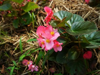 Fototapeta premium Begonia