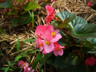 Begonia