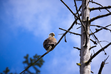 Bald Eagle high in a Tree TOp