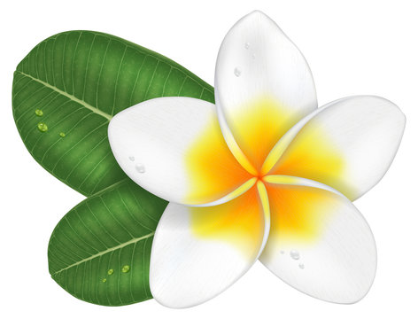 Frangipani flower with leaves, photo-realistic vector illustration.