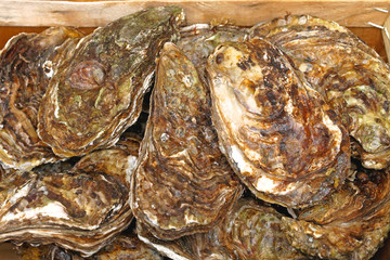 Oysters