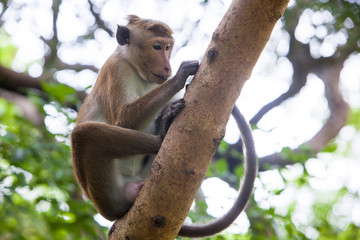 Toque macaque monkey
