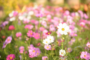 Obraz na płótnie Canvas Light morning with colorful flower gardens.