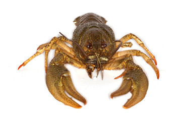 crawfish isolated