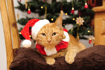 Weihnachten für Katzen - Katzenweihnacht - 98670519