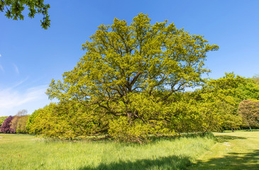 Fototapeta premium Märchenhafter Baum mit gelben Blättern im Hochsommer