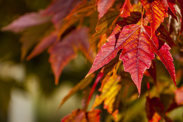 Fall Colors on Maple Leaves