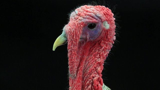 portrait of a turkey-cock on the black screen
