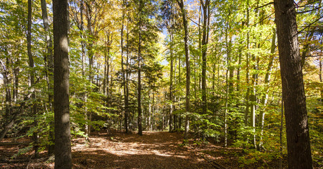 Fall Foliage Pathway