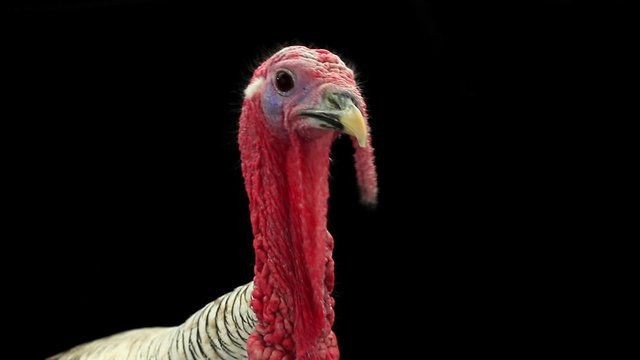 portrait of a turkey-cock on the black screen
