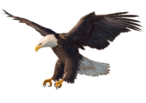 Eagle swoop drawing on white background vector illustration.