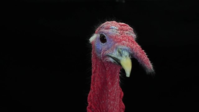 portrait of a turkey-cock on the black screen
