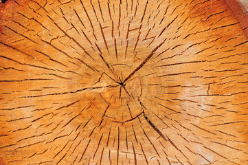 The cut trunk of a birch. Close-up