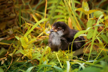 Little chicken in the grass