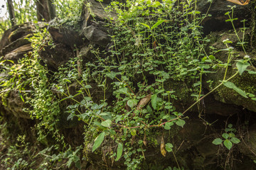 Grass on wall