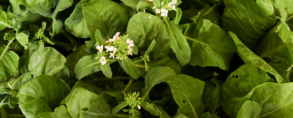 Kailaan vegetable growing in the agricultural farm