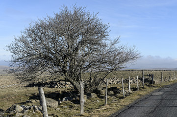 paysages d'aubrac lozère aveyron