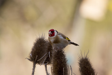Stieglitz (Carduelis carduelis), Distelfink auf einer Distel