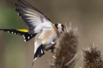 Stieglitz (Carduelis carduelis), Distelfink auf einer Distel
