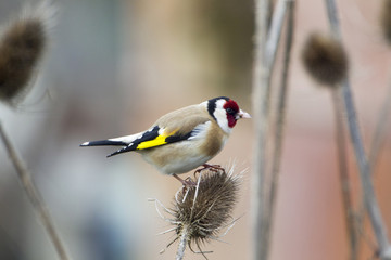 Stieglitz (Carduelis carduelis), Distelfink auf einer Distel