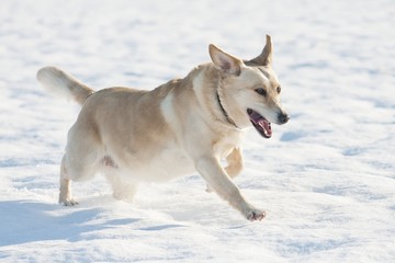 Running dog in the snow